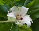 Ashe's magnolia